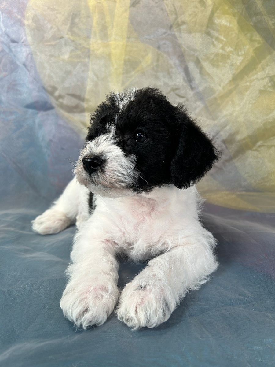 F1b Schnoodle Puppy for Sale $1200 DOB 1-3-2024 
